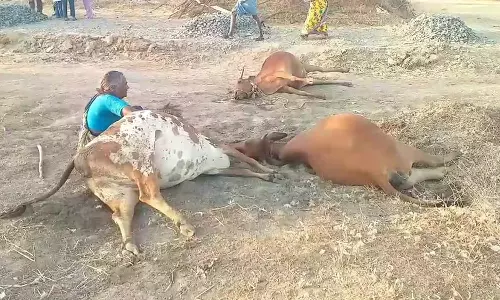 வாலாஜாபாத் அருகே 9 பசு மாடுகள் திடீர் உயிரிழப்பு- விஷம் கலந்த உணவு கொடுக்கப்பட்டதா?