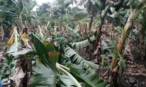 தாளவாடி அருகே சூறாவளி காற்றுடன் பலத்த மழை