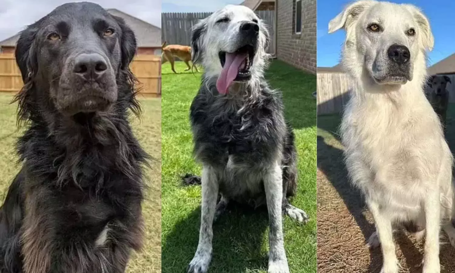 2 ஆண்டுகளில் முற்றிலும் வெள்ளையாக மாறிய கருப்பு நாய்