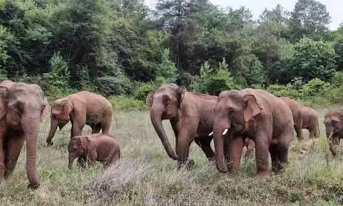 கிராமங்களை நோக்கி படையெடுக்கும் காட்டு யானைகள்: மக்கள் பீதி