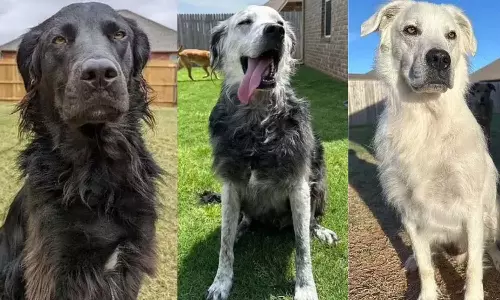 2 ஆண்டுகளில் முற்றிலும் வெள்ளையாக மாறிய கருப்பு நாய்