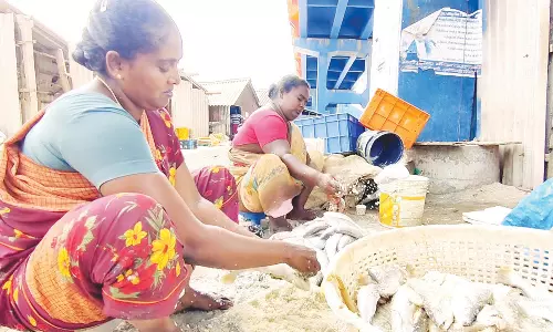 மீன்பிடி தடைக்காலம் என்பதால் மீன்களை கருவாடாக்கும் பணி மும்முரம்