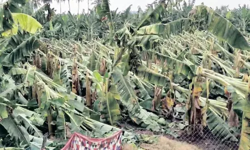 சூறாவளிகாற்றால் ஆயிரக்கணக்கான வாழைகள் நாசம்