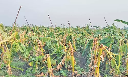 பலத்த மழை, சூறாவளி காற்றினால் வாழை மரங்கள் சாய்ந்தன