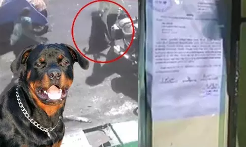 சிறுமியை கடித்த 2 நாய்களையும் 7 நாட்களுக்குள் அப்புறப்படுத்த வேண்டும்- சென்னை மாநகராட்சி நோட்டீஸ்