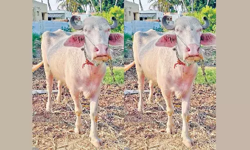 வெள்ளை நிற அல்பினோ வகை எருமை: ஆச்சரியத்துடன் பார்த்து செல்லும் பொதுமக்கள்