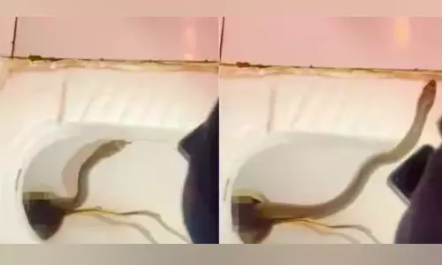 கழிவறைக்குள் பதுங்கி இருந்த பாம்பு- வீடியோ வைரல்