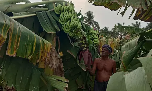 சூறாவளி காற்றுடன் மழை- 10 ஆயிரம் வாழை மரங்கள் வேரோடு சரிந்தது