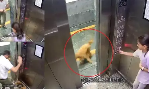 லிப்டில் சென்ற சிறுமியைக் கடித்துக் குதறிய நாய்- வீடியோ வைரல்