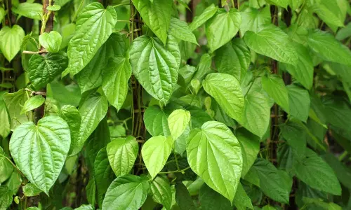 வெற்றிலையின் மருத்துவ குணங்கள்