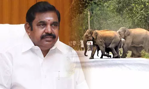 யானை வழித்தட வரைவு அறிக்கையை செயல்படுத்த தி.மு.க. அரசு முனைப்பு காட்டுவது ஏன்? எடப்பாடி பழனிசாமி