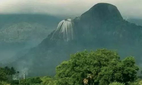 மூலிகை வனங்களின் தொகுப்பு - தோரணமலை