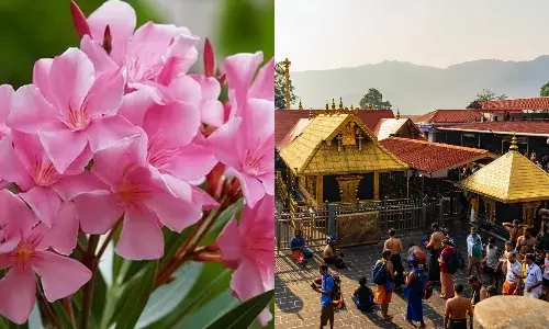 சபரிமலை உள்பட கோவில்களில் நடத்தப்படும் பூஜையில் அரளிப்பூ பயன்பாட்டுக்கு தடை
