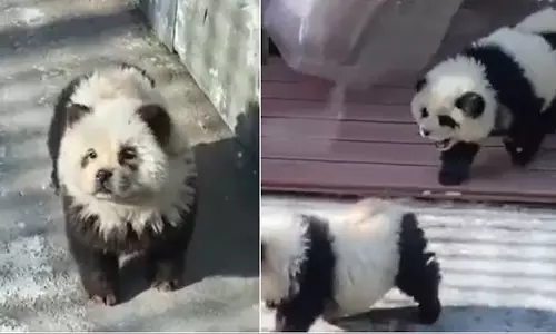 நாய்களுக்கு கருப்பு வெள்ளை பெயிண்ட் அடித்து பாண்டா கரடி என ஏமாற்றிய உயிரியல் பூங்கா