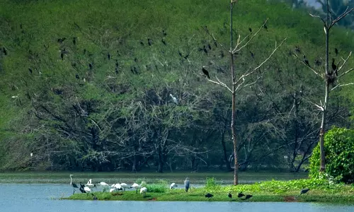 வெள்ளோடு பறவைகள் சரணாலயத்தில் வரத்து குறைந்த  வெளிநாட்டு பறவைகள்- சுற்றுலா பயணிகள் ஏமாற்றம்