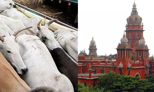 அண்டை மாநிலங்களுக்கு மாடுகள் கொண்டு செல்வதை தடுக்க கோரிய வழக்கு: நீதிமன்றம் அதிரடி உத்தரவு