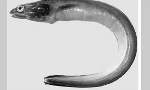 புதிய வகை விலாங்கு மீன் கண்டுபிடிப்பு- ஆராய்ச்சியில் தகவல்