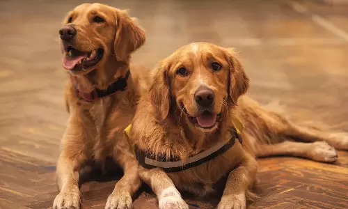 செல்லப்பிராணிகள் உரிமம்: முறையான ஆவணங்கள் இல்லாததால் 3,500 விண்ணப்பங்கள் நிராகரிப்பு