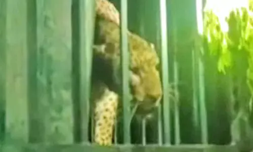 மக்களை அச்சுறுத்திய சிறுத்தை கூண்டில் சிக்கியது