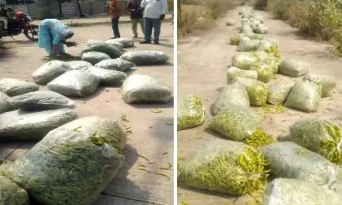 விலை வீழ்ச்சியால் பச்சை மிளகாயை மூட்டை மூட்டையாக சாலையில் கொட்டிய விவசாயிகள்