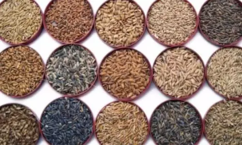 பாரம்பரிய நெல் ரகங்களில் இவ்வளவு பயன் இருக்கா?