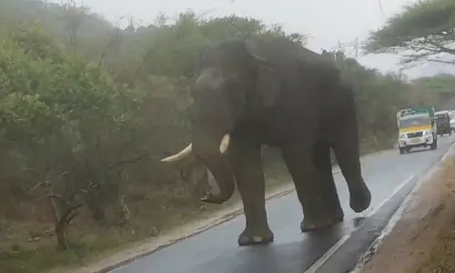 சாலையில் ஒய்யாரமாக உலா வந்த ஒற்றை காட்டுயானை- அச்சத்தில் தவித்த வாகன ஓட்டிகள்