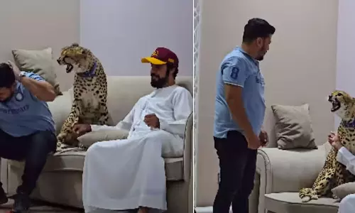 உரிமையாளரை தாக்கிய செல்ல சிறுத்தை- வைரலாகும் வீடியோ