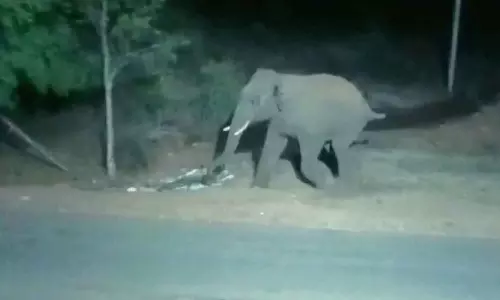 கிராமத்திற்குள் புகுந்து ஒற்றை யானை அட்டகாசம்- பொதுமக்கள் பீதி