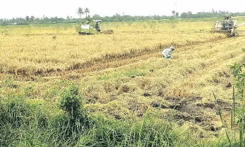 கனமழை எச்சரிக்கையால் முன்கூட்டியே நெல் அறுவடை செய்யும் விவசாயிகள்