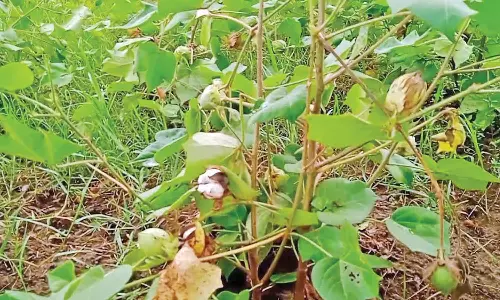 40 ஆயிரம் ஏக்கர் பருத்தி வயல்களில் தண்ணீர் தேங்கியது- பஞ்சின் நிறம் மாறுவதால் மகசூல் இழப்பு ஏற்படும் அபாயம்