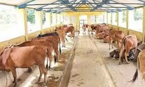 மாட்டு தொழுவங்களுக்கு லைசென்ஸ் கட்டாயம்- சென்னை மாநகராட்சி