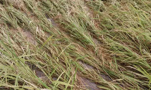 4 நாட்கள் பெய்த தொடர் மழையால் வயலிலேயே முளைவிட்ட நெல்மணிகள்- விவசாயிகள் வேதனை