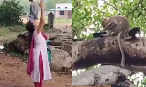 பெண் பக்தரின் செல்போனை பறித்துக்கொண்டு மரத்தில் அமர்ந்த குரங்கு