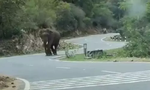 அந்தியூர் அடுத்த பர்கூர் மேற்கு மலைப்பகுதியில் உலா வரும் ஒற்றை காட்டு யானை