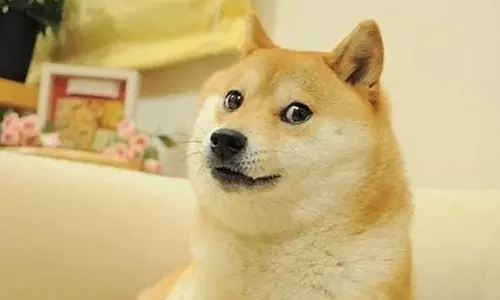 மீம் புகழ் கபோசு உயிரிழப்பு