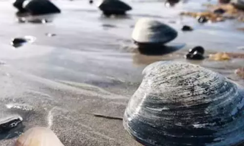 கடற்கரையில் இருந்து அரிய உயிரினத்தை எடுத்துச் சென்ற குழந்தைகள்- தாய்க்கு ரூ.73 லட்சம் அபராதம்