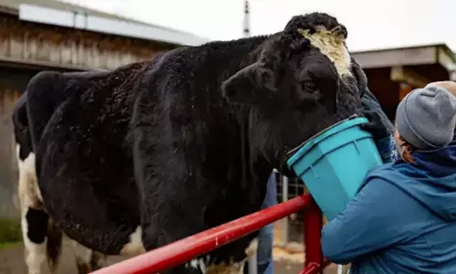 கின்னஸ் சாதனை படைத்த உயரமான காளை- வீடியோ வைரல்