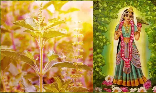 துளசி சாதாரண செடியல்ல.... இத்தனை மகத்துவங்கள் கொண்டது!