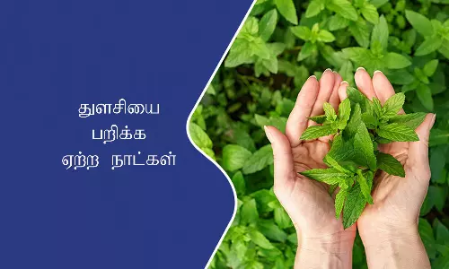 துளசியை பறிக்க ஏற்ற நாட்கள்