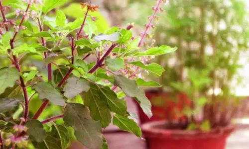 துளசியின் வகைகள்