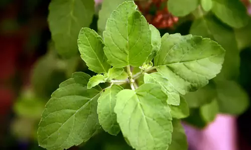 ரத்த அழுத்த நோய் குறைய...