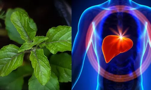 கல்லீரலை வலுவாக்கும் துளசி