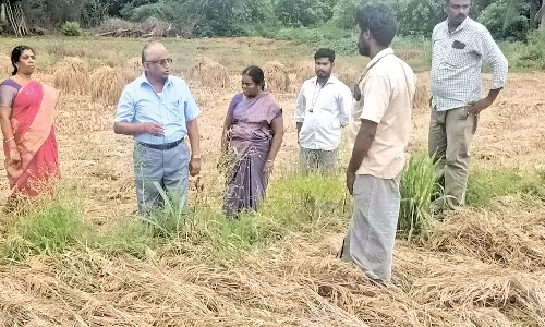 கோடை மழையால் 329 ஹெக்டேர் நெல்,சிறுதானிய பயிர்கள் பாதிப்பு