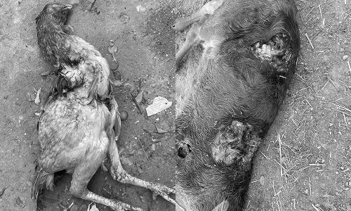 கன்றுக்குட்டி, கோழிகளை கடித்துக்கொன்ற மர்ம விலங்கு- விவசாயிகள் பீதி