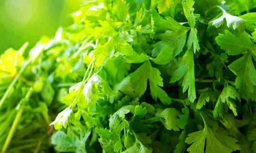 கொத்தமல்லி இலையின் மருத்துவ பயன்கள்