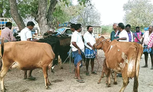 புளுதியூர் வாரசந்தையில் ரூ.40 லட்சத்திற்கு கால்நடைகள் விற்பனை