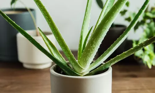 வீட்டில் கற்றாழை வளர்க்கலாமா?