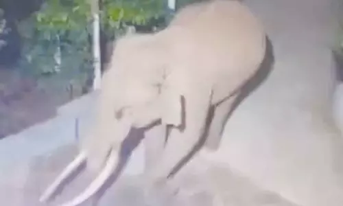 பாக்கு மரங்களை சேதப்படுத்திய ஒற்றை காட்டு யானை