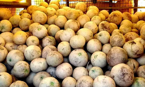 சேலம் வாழப்பாடியில் திருவண்ணாமலை முலாம் பழம் விற்பனை அமோகம்