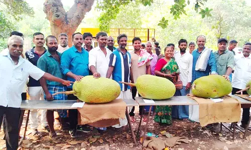 பண்ருட்டியில் பலாப்பழ திருவிழா: பொதுமக்களை கவர்ந்த உணவு வகைகள்